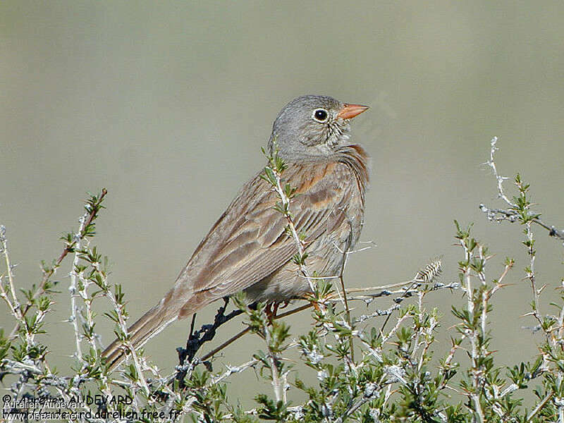 Bruant à cou gris mâle adulte, identification