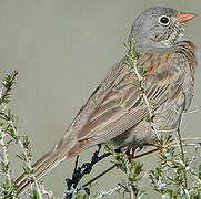 Grey-necked Bunting