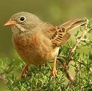 Grey-necked Bunting