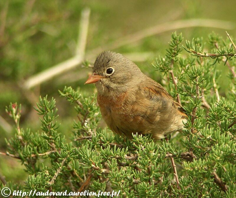 Grey-necked Bunting