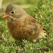 Grey-necked Bunting