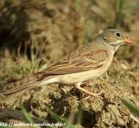 Grey-necked Bunting