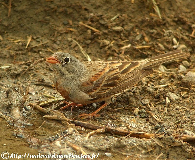 Bruant à cou gris mâle adulte nuptial