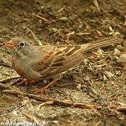 Grey-necked Bunting