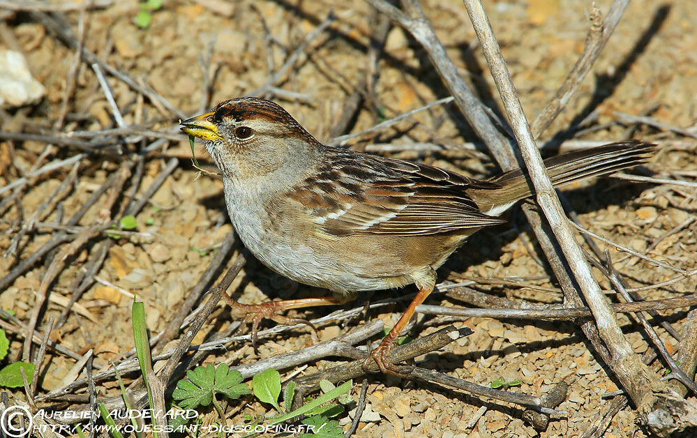 Bruant à couronne blanche