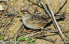 White-crowned Sparrow