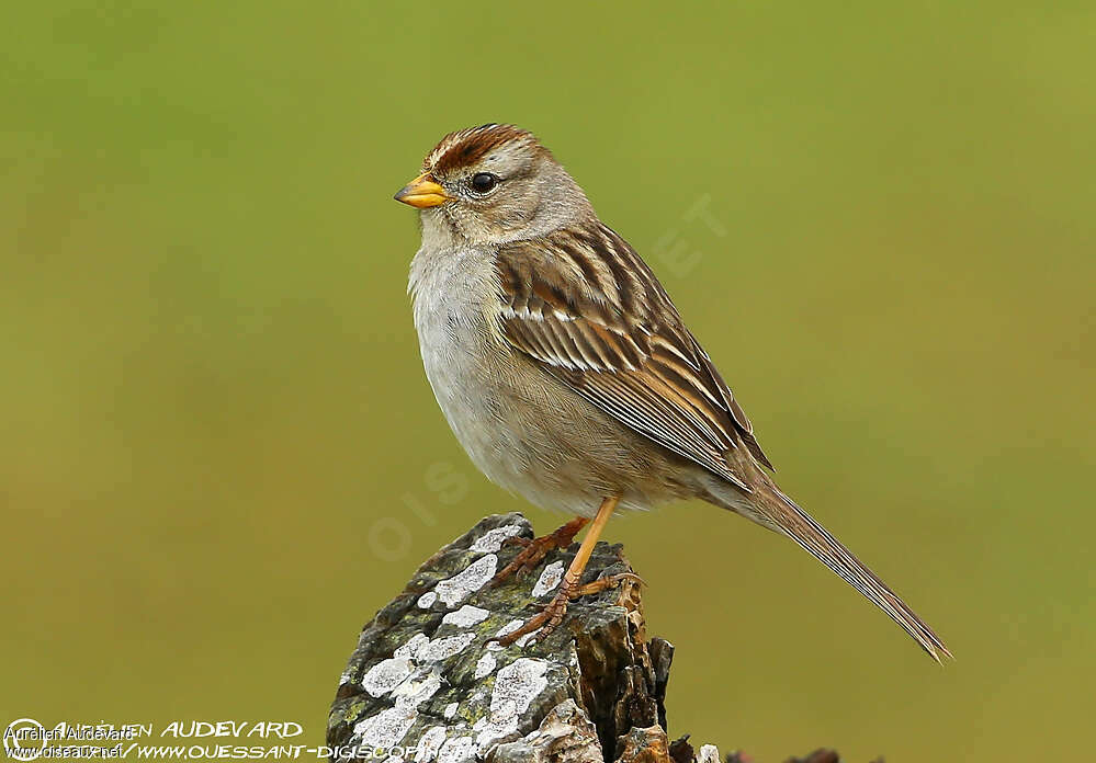 White-crowned SparrowFirst year, identification