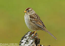 White-crowned Sparrow