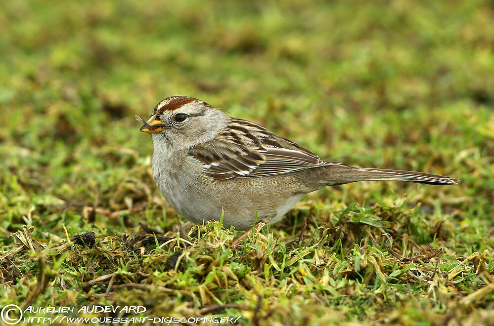 Bruant à couronne blanche