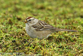 White-crowned Sparrow