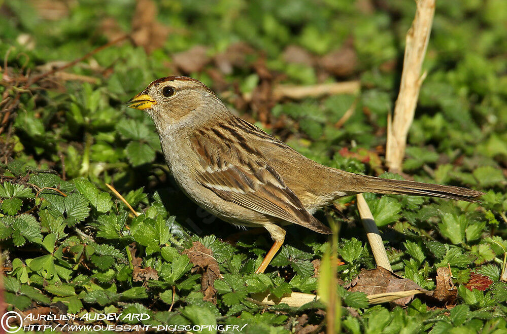 White-crowned Sparrow