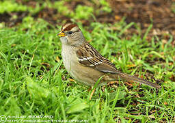 White-crowned Sparrow