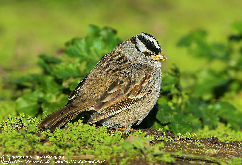 Bruant à couronne blanche