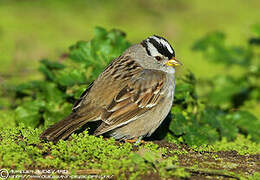 White-crowned Sparrow