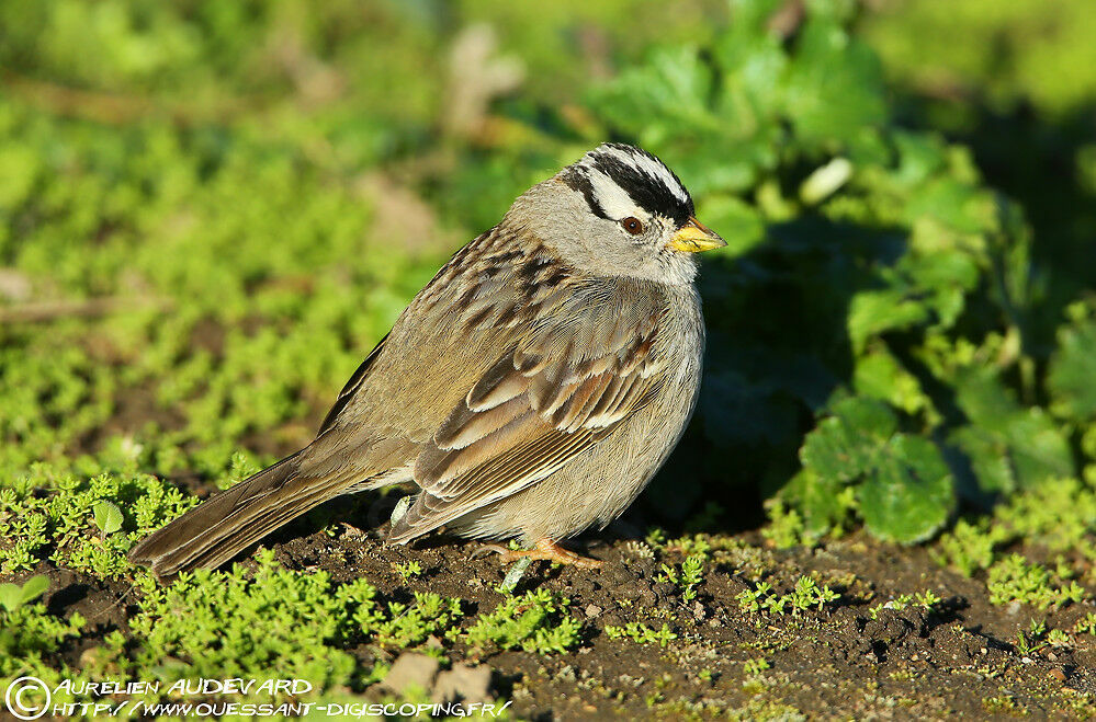 Bruant à couronne blanche