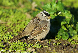 White-crowned Sparrow