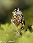 White-crowned Sparrow