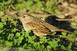 Golden-crowned Sparrow