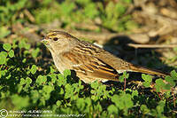 Bruant à couronne dorée