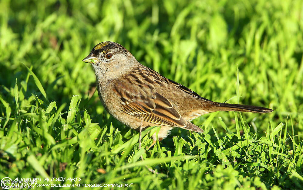 Bruant à couronne dorée, identification