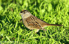 Bruant à couronne dorée