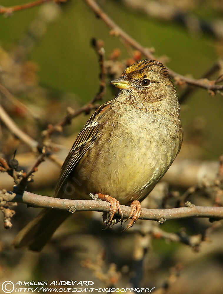 Bruant à couronne dorée