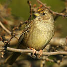 Bruant à couronne dorée