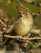 Golden-crowned Sparrow