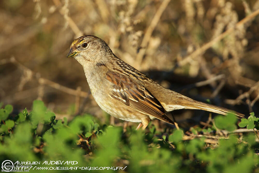 Bruant à couronne dorée, identification