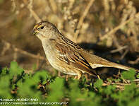 Bruant à couronne dorée