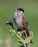 Golden-crowned Sparrow