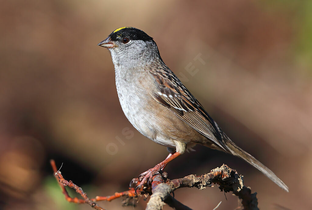 Golden-crowned Sparrow