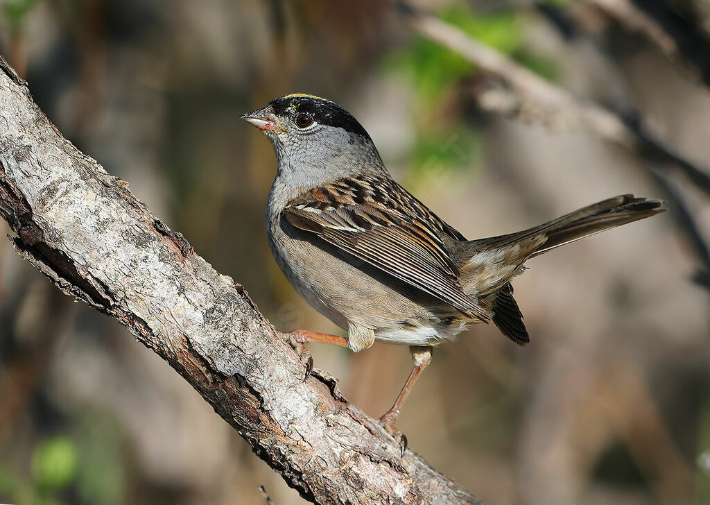 Bruant à couronne dorée mâle adulte nuptial, identification