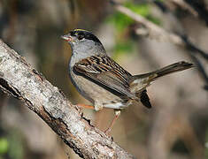 Golden-crowned Sparrow