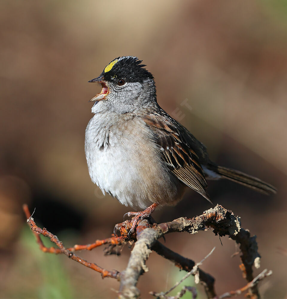 Bruant à couronne dorée mâle adulte nuptial, identification