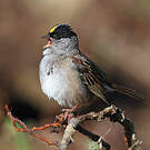 Bruant à couronne dorée