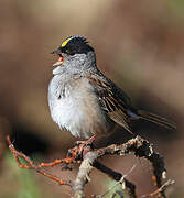 Golden-crowned Sparrow