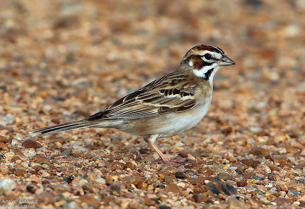 Bruant à joues marronadulte, identification