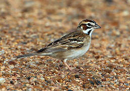 Lark Sparrow