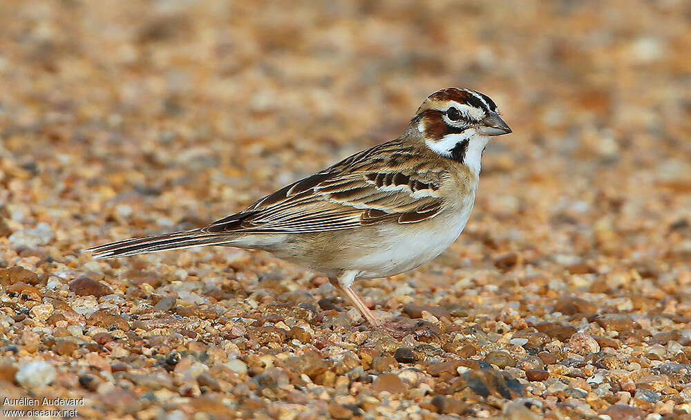 Lark Sparrowadult breeding, identification