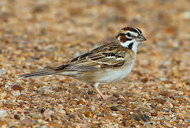 Lark Sparrow