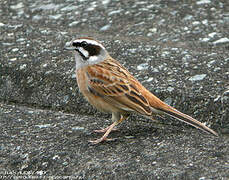 Meadow Bunting