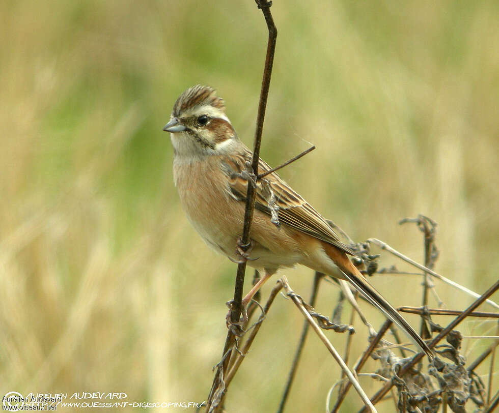 Meadow Bunting female adult breeding, identification