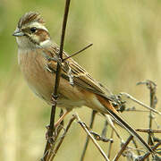 Meadow Bunting