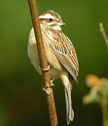 Meadow Bunting