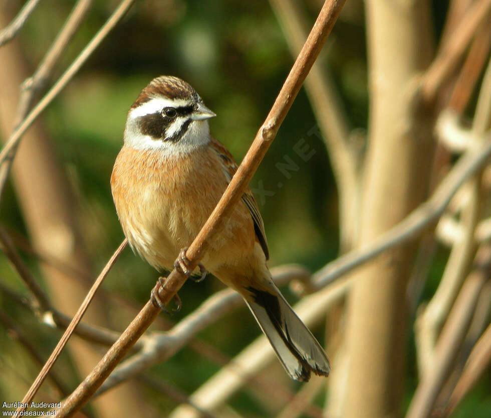 Meadow Bunting male adult breeding, close-up portrait