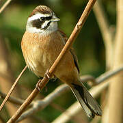 Meadow Bunting