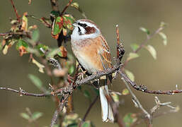 Meadow Bunting