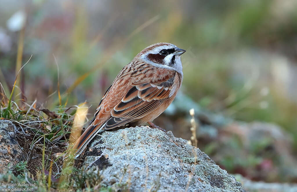 Meadow Bunting male adult breeding, identification