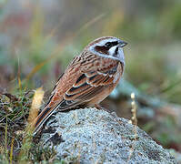 Meadow Bunting